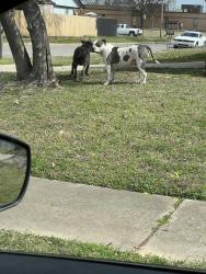 Found/Stray Unknown Dog last seen Near S133 east ave, Tulsa, OK 74134