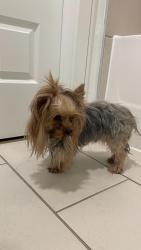 Found/Stray Female Dog last seen HEB, Houston, TX 77056