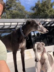 Lost Female Dog last seen La castaña / la cuesta , Nichols canyon , Los Angeles, CA 90046