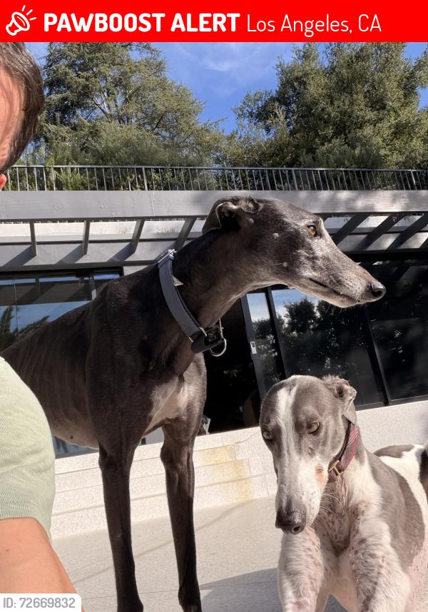 Lost Female Dog last seen La castaña / la cuesta , Nichols canyon , Los Angeles, CA 90046