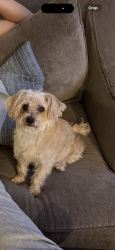 Lost Female Dog last seen AG Spanos, Stockton, CA 95209