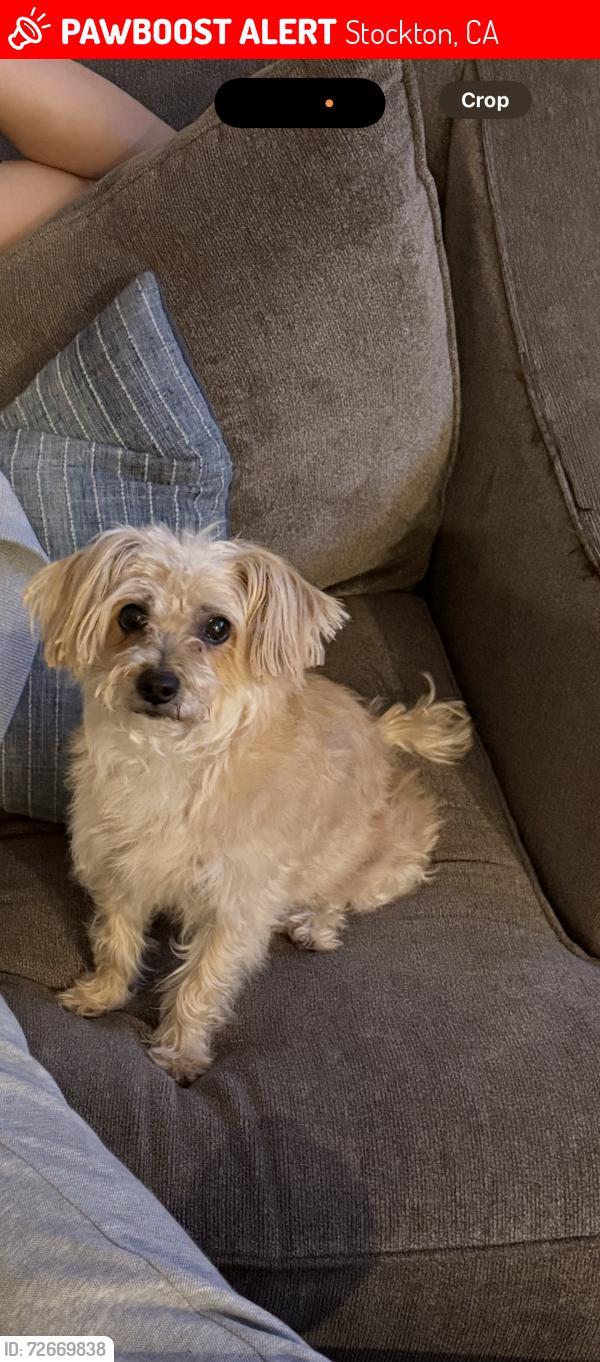 Lost Female Dog last seen AG Spanos, Stockton, CA 95209