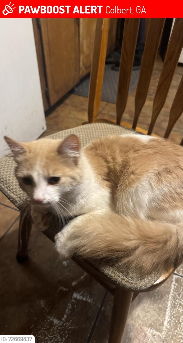Lost Male Cat last seen Farm rd, Colbert, GA 30628