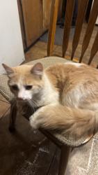Lost Male Cat last seen Farm rd, Colbert, GA 30628