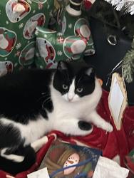 Lost Female Cat last seen Handy and fiscus, Bloomington, IN 47401