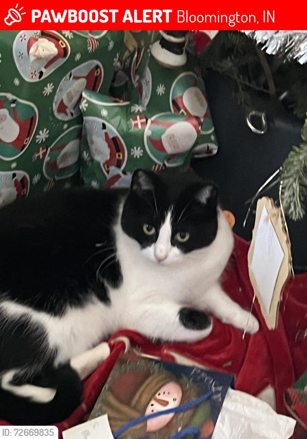 Lost Female Cat last seen Handy and fiscus, Bloomington, IN 47401