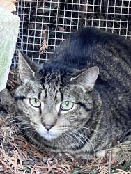 Found/Stray Unknown Cat last seen Pinehurst Ave. and Fairview Ave., Saint Paul, MN 55116
