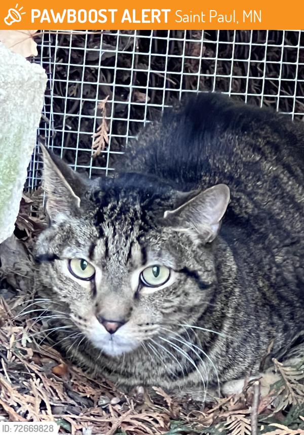 Found/Stray Unknown Cat last seen Pinehurst Ave. and Fairview Ave., Saint Paul, MN 55116