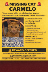 Lost Male Cat last seen White oak lane Waterbury , Waterbury, CT 06702
