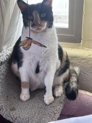 Lost Female Cat last seen Liberty ave & Ajo way , Tucson, AZ 85713