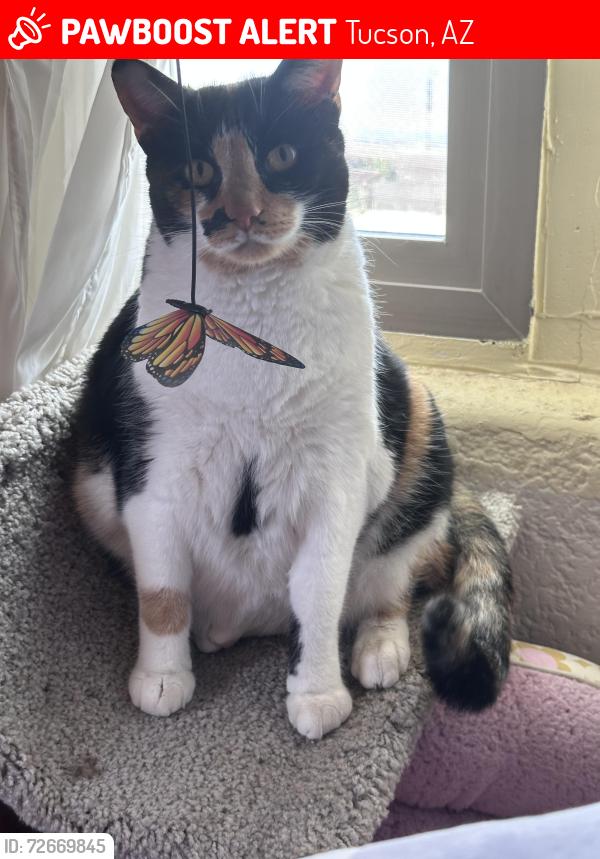 Lost Female Cat last seen Liberty ave & Ajo way , Tucson, AZ 85713