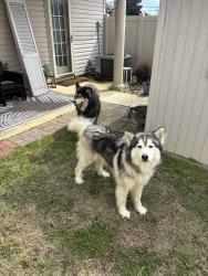 Found/Stray Male Dog last seen Lawlers on Jeff road , Huntsville, AL 35806