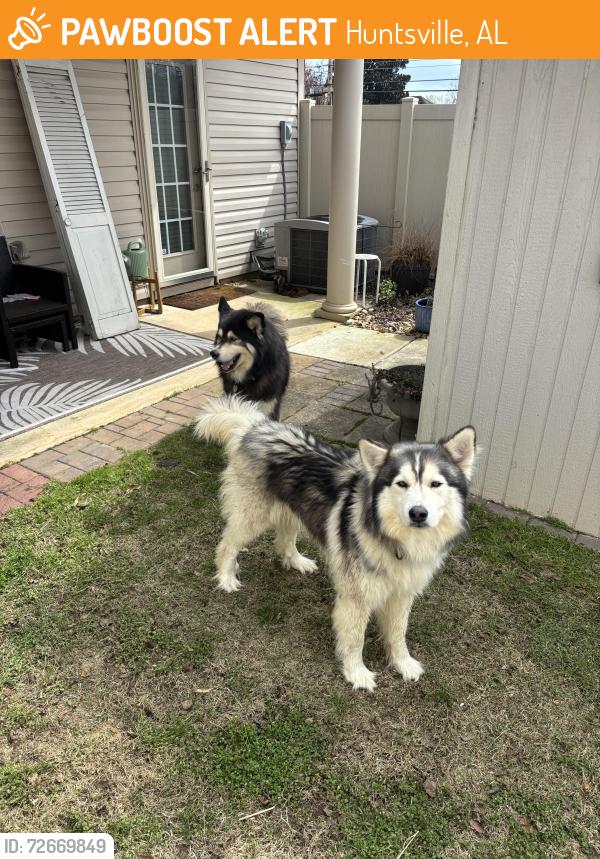 Found/Stray Male Dog last seen Lawlers on Jeff road , Huntsville, AL 35806