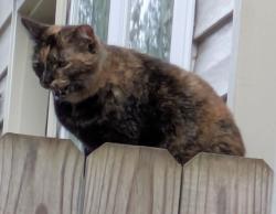 Lost Female Cat last seen Cornith Dr. and Chipplegate Dr., Chamberlayne, VA 23227