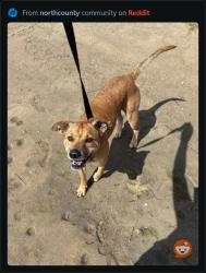 Found/Stray Male Dog last seen Civic center drive, vista, ca , Vista, CA 92085
