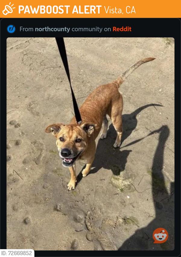 Found/Stray Male Dog last seen Civic center drive, vista, ca , Vista, CA 92085
