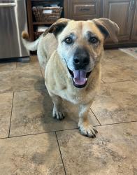 Found/Stray Male Dog last seen On Lake Worth, Fort Worth, TX 76135