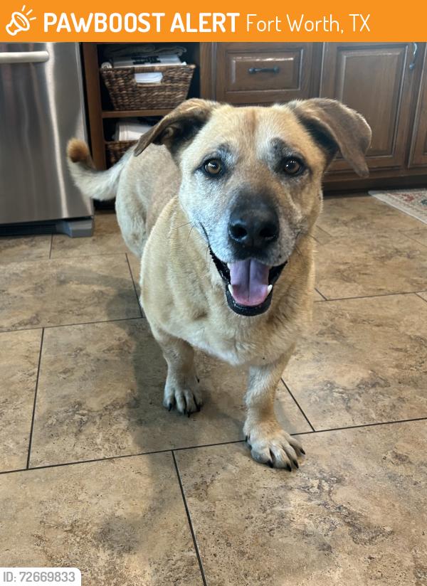 Found/Stray Male Dog last seen On Lake Worth, Fort Worth, TX 76135