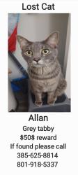 Lost Male Cat last seen Near cottonwood park, Millcreek, UT 84124