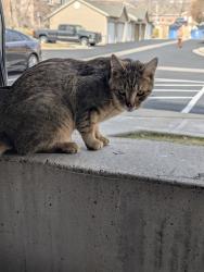 Found/Stray Unknown Cat last seen Fox hollow elementary school, Lehi, UT 84043