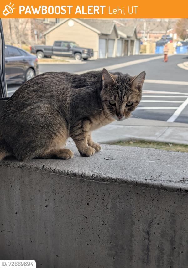Found/Stray Unknown Cat last seen Fox hollow elementary school, Lehi, UT 84043