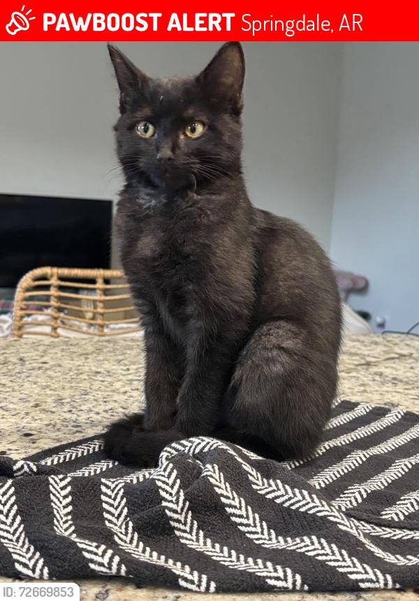 Lost Male Cat last seen Sweetwater Ranch Ave near the Bayarri Park. , Springdale, AR 72764