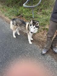 Found/Stray Unknown Dog last seen Owenby , Asheville, NC 28804