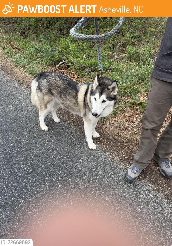 Found/Stray Unknown Dog last seen Owenby , Asheville, NC 28804