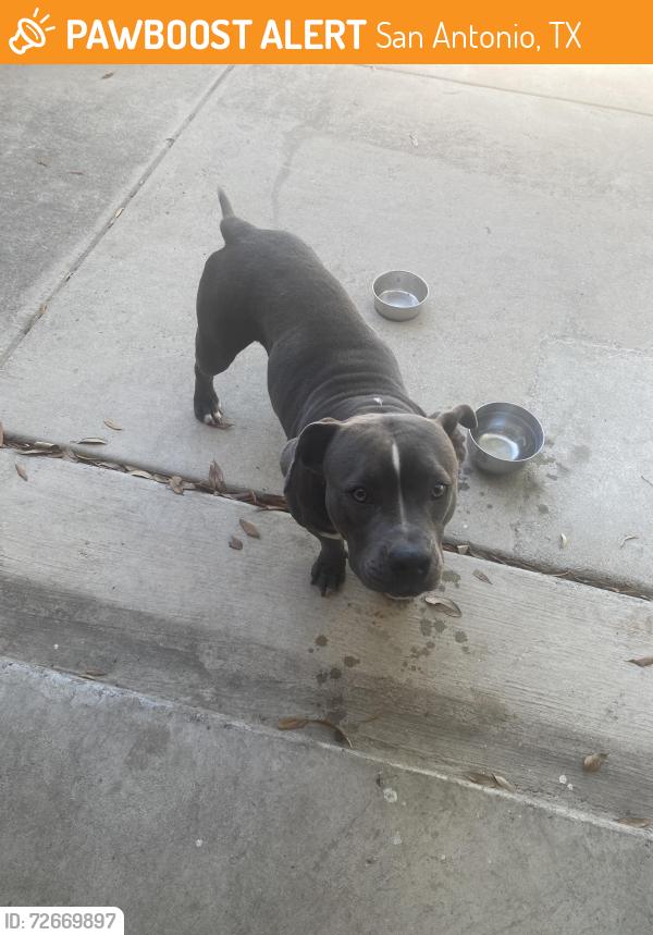 Found/Stray Female Dog last seen Dixon Wood 78245, San Antonio, TX 78245