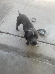 Found/Stray Female Dog last seen Dixon Wood 78245, San Antonio, TX 78245