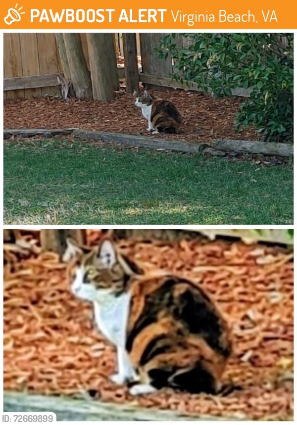 Found/Stray Unknown Cat last seen Presidential blvd/ Forrester lame, Virginia Beach, VA 23452