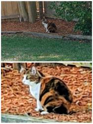 Found/Stray Unknown Cat last seen Presidential blvd/ Forrester lame, Virginia Beach, VA 23452