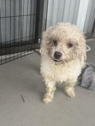 Found/Stray Unknown Dog last seen Cedar lake drive, Boynton Beach, FL 33426