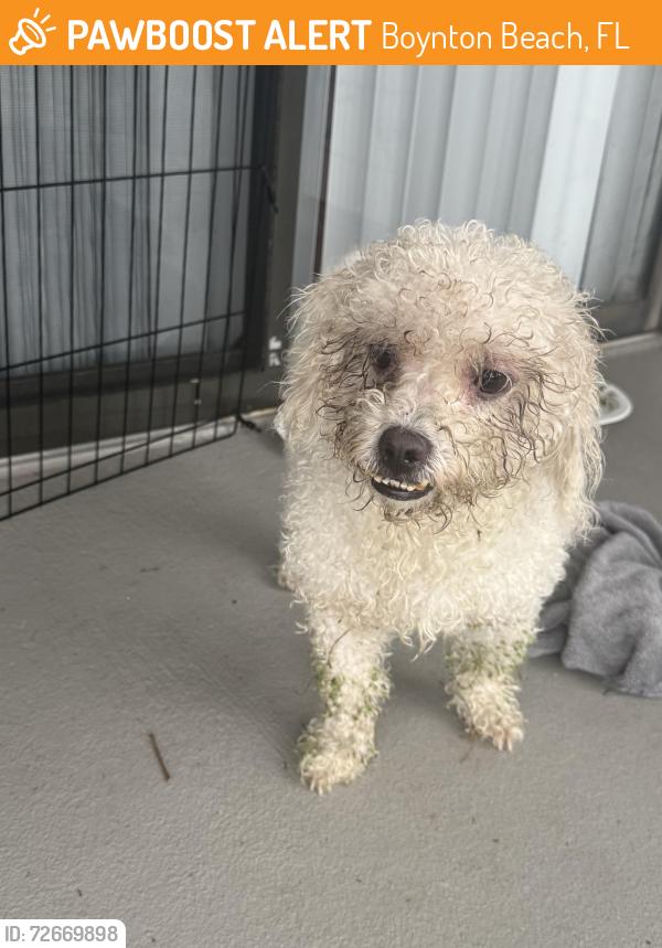 Found/Stray Unknown Dog last seen Cedar lake drive, Boynton Beach, FL 33426
