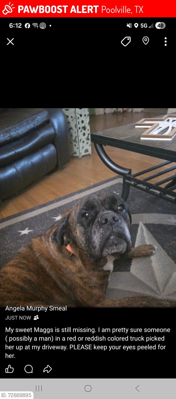 Lost Female Dog last seen Zion Hill Road and Old Agnes, Poolville, TX 76487