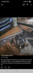 Lost Female Dog last seen Zion Hill Road and Old Agnes, Poolville, TX 76487