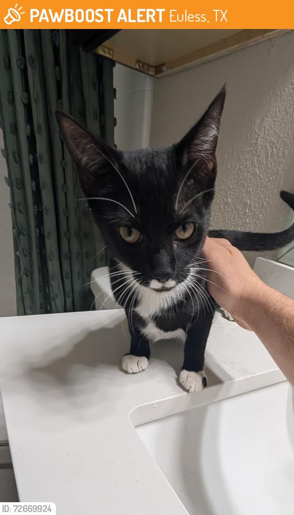 Found/Stray Female Cat last seen Bear Creek Parkway and Hardwood , Euless, TX 76039