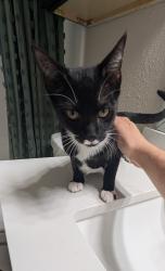 Found/Stray Female Cat last seen Bear Creek Parkway and Hardwood , Euless, TX 76039