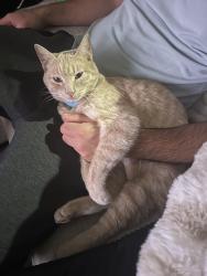 Lost Male Cat last seen Near n 121st , Peoria, AZ 85383