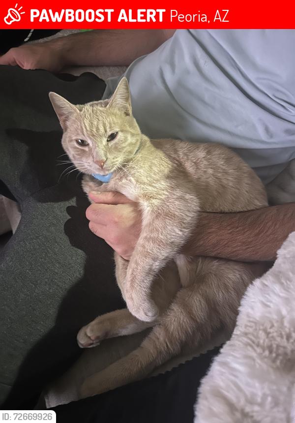Lost Male Cat last seen Near n 121st , Peoria, AZ 85383
