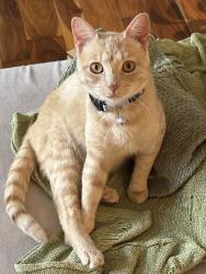 Lost Male Cat last seen N Brighton and Pleasant Valley, Kansas City, MO 64119