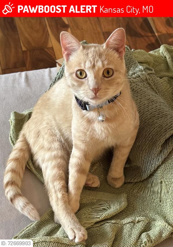 Lost Male Cat last seen N Brighton and Pleasant Valley, Kansas City, MO 64119