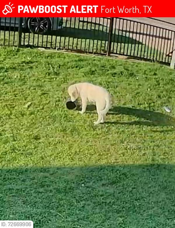 Lost Male Dog last seen Basil Ave and California park way N, Fort Worth, TX 76115