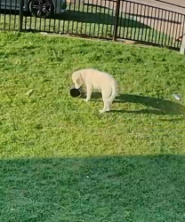 Lost Male Dog last seen Basil Ave and California park way N, Fort Worth, TX 76115