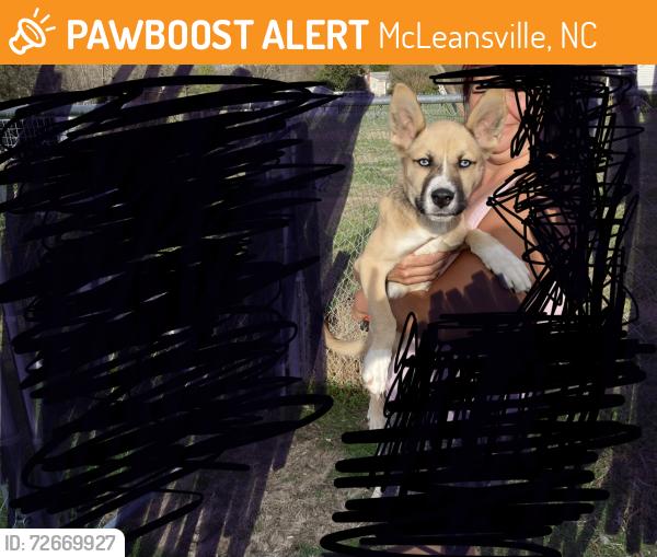 Found/Stray Unknown Dog last seen Mt hope ch rd Greensboro NC, McLeansville, NC 27301