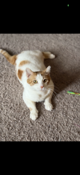 Lost Female Cat last seen Off Rupple Road , Fayetteville, AR 72704