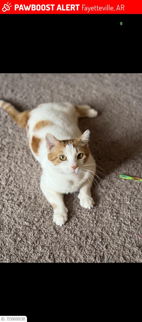 Lost Female Cat last seen Off Rupple Road , Fayetteville, AR 72704