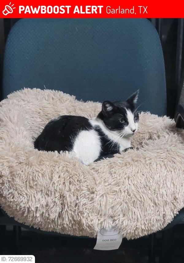 Lost Male Cat last seen Shiloh near NW highway , Garland, TX 75041