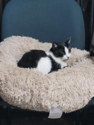 Lost Male Cat last seen Shiloh near NW highway , Garland, TX 75041