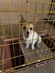Found/Stray Male Dog last seen 54th and Glen , Glendale, AZ 85301